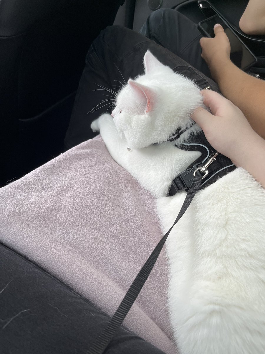 UncreativeKilu's tweet photo. We also took him to Minigolf with us since we didn’t wanna leave him alone in a still new environment and while he panicked on leash outside of the car, he was calm as can be in his bag so i carried him around in it (the leash is attached to inside so he can’t fully jump out) https://t.co/A3Ty7OqU4R