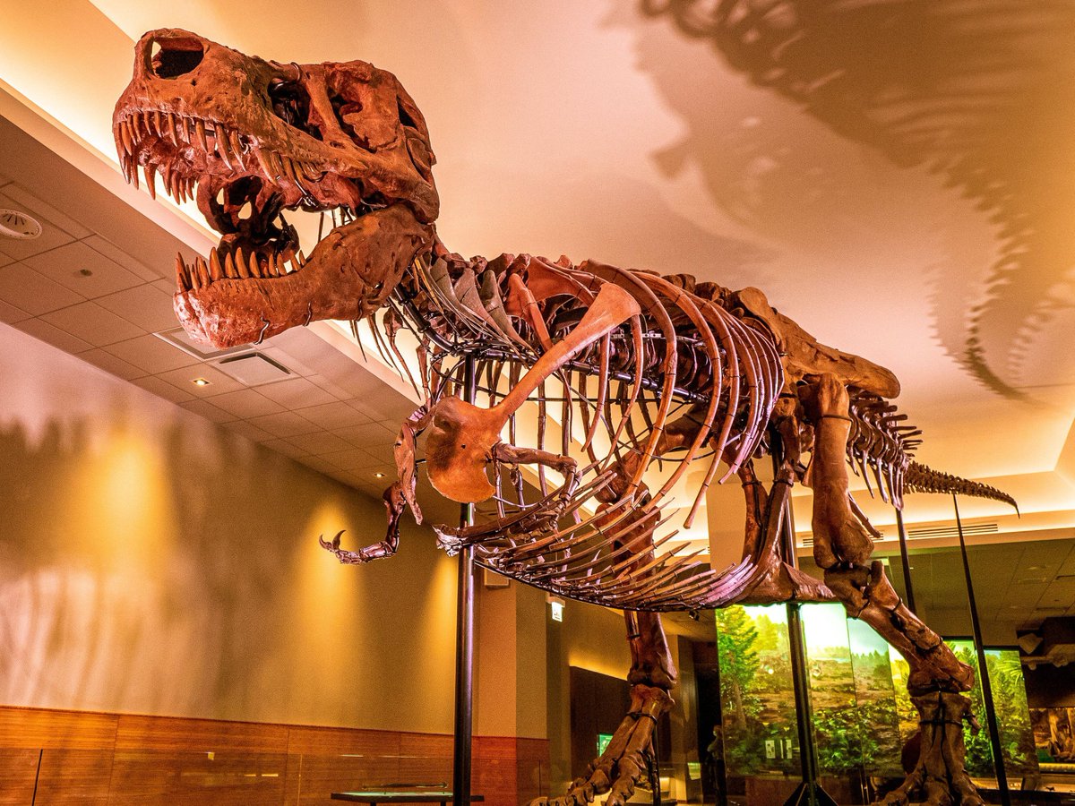 Ancient History Hit (@ancientshh) on Twitter photo π¨ TYRANNOSAURUS REX π¨
ποΈ <a href="/SteveBrusatte/">Steve Brusatte</a>
π§ podfollow.com/the-ancients/eβ¦
π₯ The story of the 'King of the Dinosaurs'!
π₯ Where and when it lived, fossil evidence, diet, feathers, poo, anatomy and much more! π¨ TYRANNOSAURUS REX π¨
ποΈ <a href="/SteveBrusatte/">Steve Brusatte</a>
π§ podfollow.com/the-ancients/eβ¦
π₯ The story of the 'King of the Dinosaurs'!
π₯ Where and when it lived, fossil evidence, diet, feathers, poo, anatomy and much more!