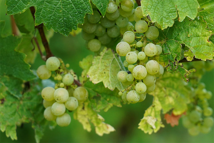 Bioriesling's tweet photo. Das diesjährige Nervenkostüm des Winzers ist sehr strapaziert. Wetterwidrigkeiten und andere Unbilden der Natur erschwerten das diesjährige Weinjahr.
#Riesling #Mosel
https://t.co/fHY1C4YYL2 https://t.co/vwDaQ001d7