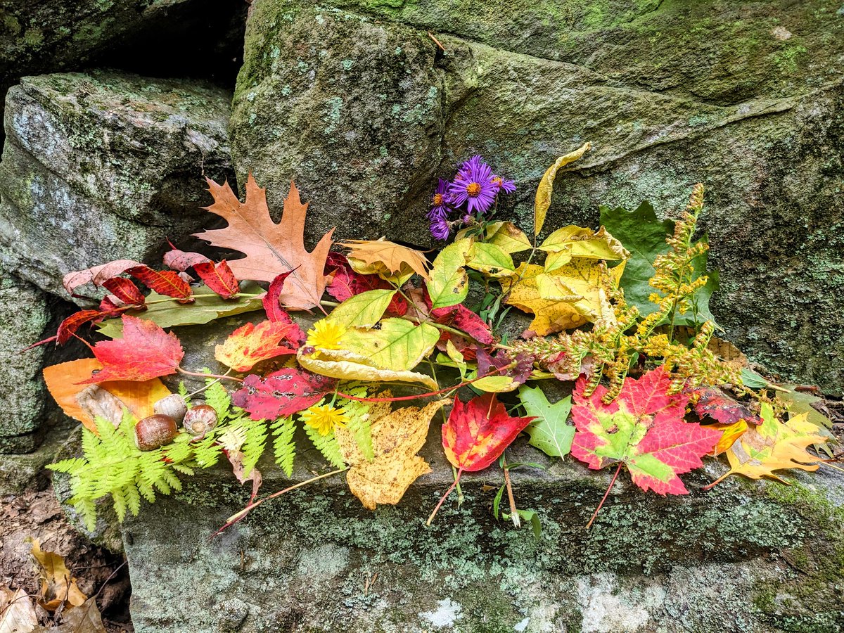 MattKelland's tweet photo. Fall colors are coming in, which means it's time for my annual autumn art project: making arrangements of leaves and flowers in random places. https://t.co/EfjoloZxbf