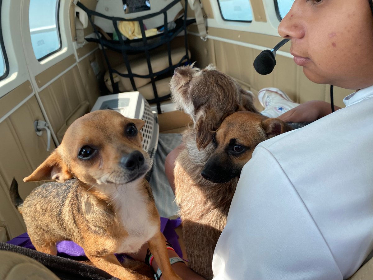 Pilots N Paws tweet media