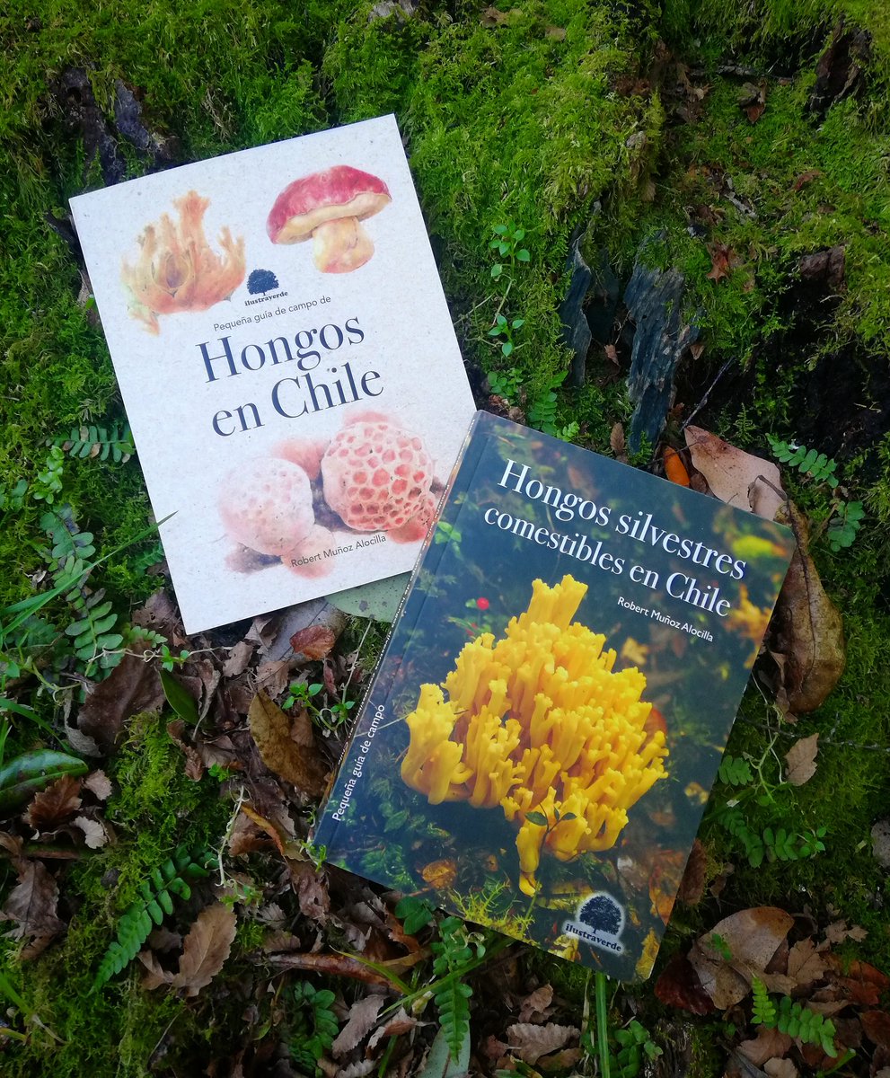 MedussAmanita 🍄 tweet media