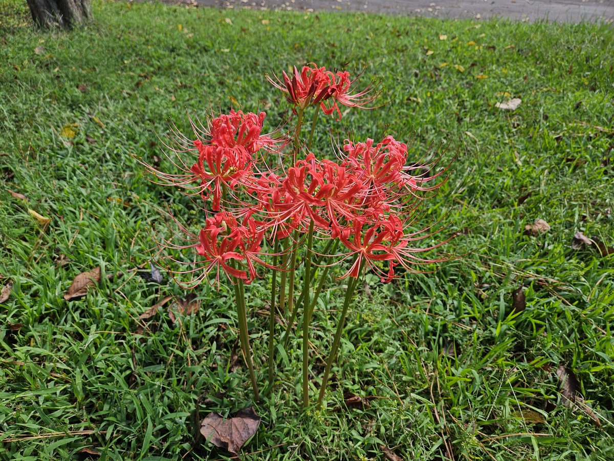 Here's a lil update tho 🥰 working on another hexagon cardi, some Red Spider Lilies popped up after the hurricane and have since made my new yard all the more beautiful 😍 

Made a few bags and found a new friend who also enjoys my lilies 🥰