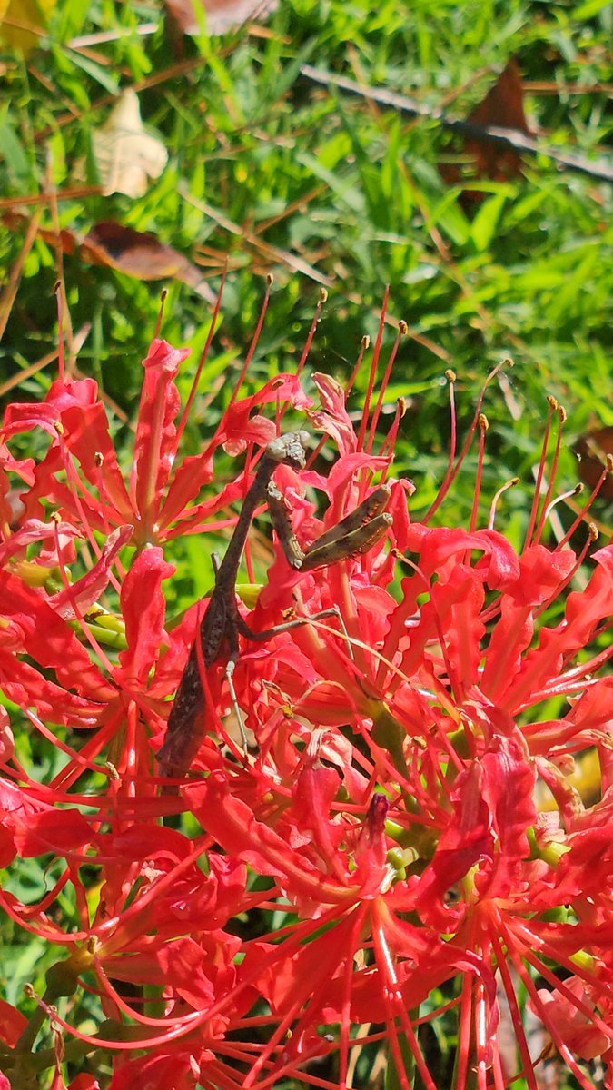 Cirxxus's tweet photo. Here's a lil update tho 🥰 working on another hexagon cardi, some Red Spider Lilies popped up after the hurricane and have since made my new yard all the more beautiful 😍 

Made a few bags and found a new friend who also enjoys my lilies 🥰 https://t.co/fSywRPHtRl