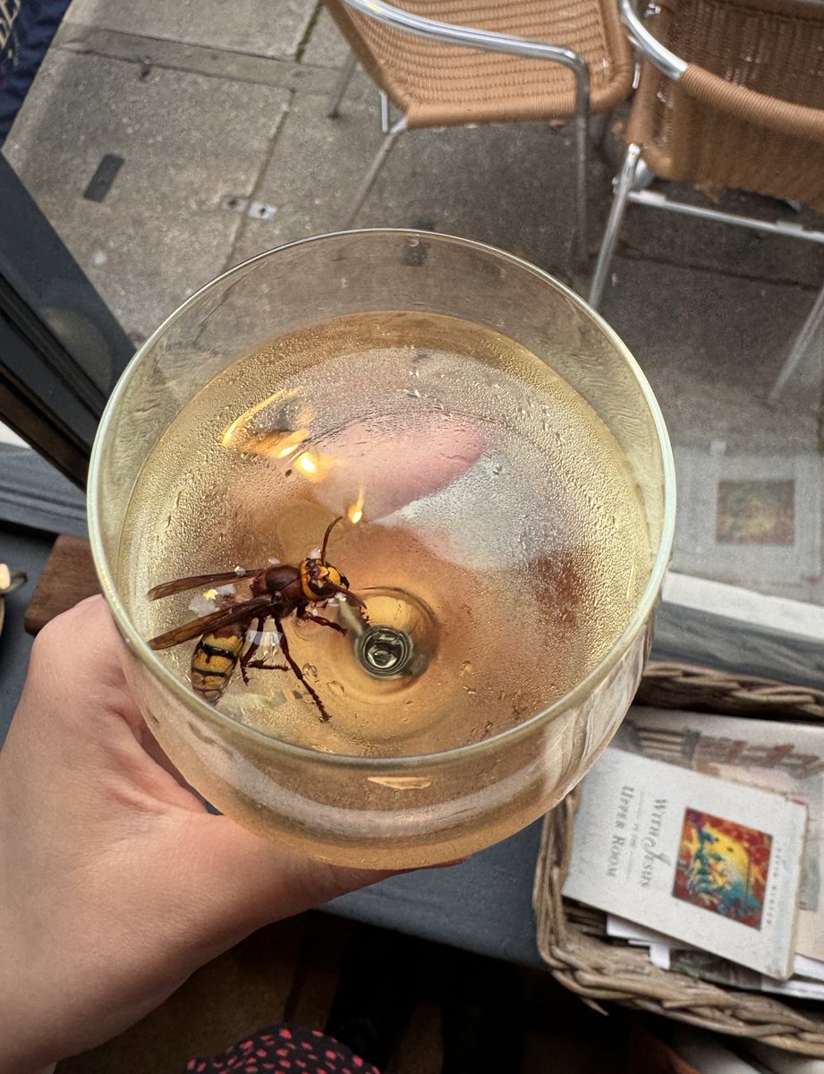 chatpileroan's tweet photo. just like alanis morrisette said “it’s like a massive hornet in your trebbiano chardonnay blend” https://t.co/onhq5dk5mP