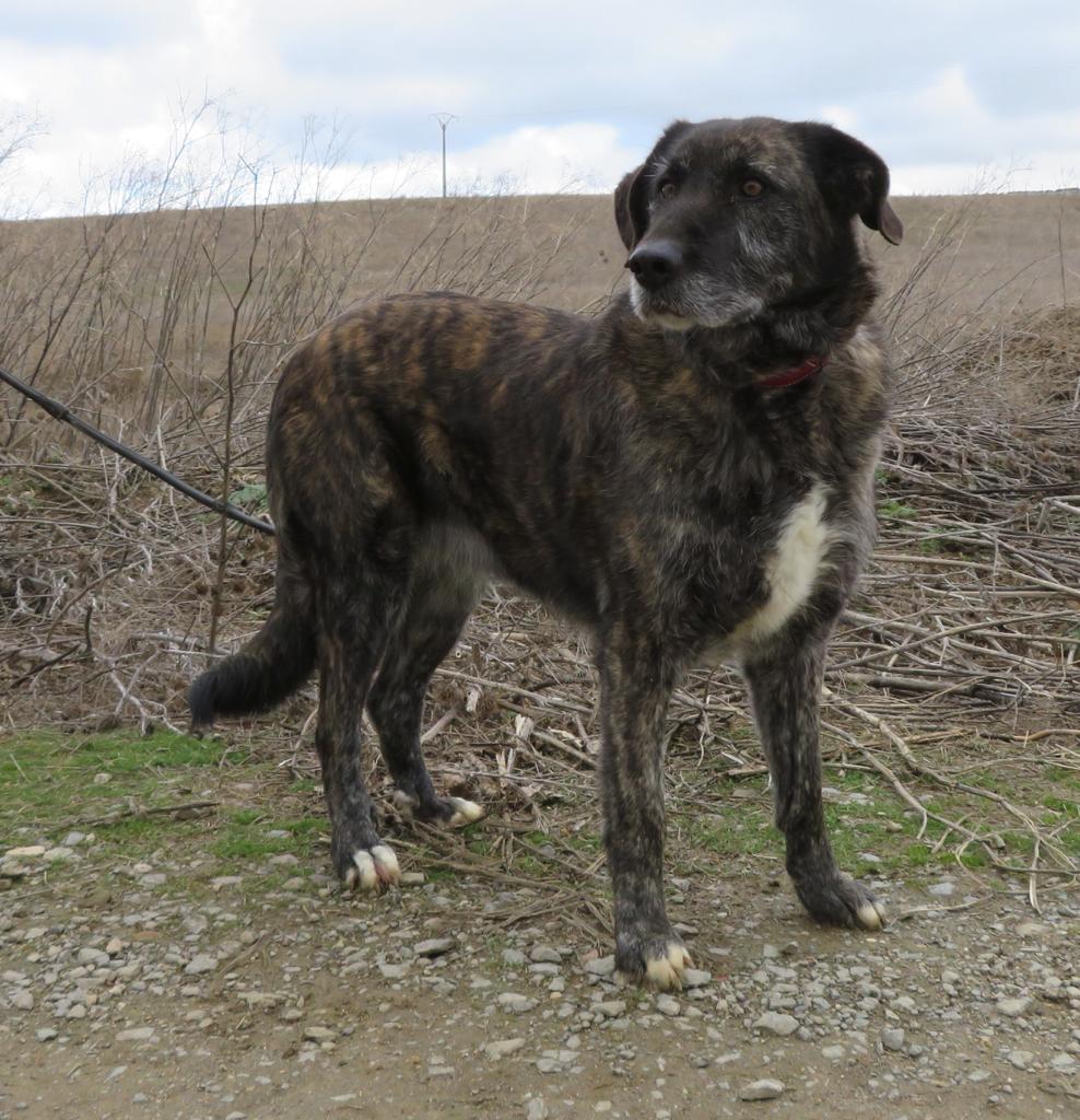 😍LARA😍

Un alma grande y generosa.

Es muy sociable, cariñosa y muy expresiva en sus gestos de mimos. 
Toda una osa amorosa.

En Protectora Huellas #Ávila
629 16 57 88 
685 84 00 66