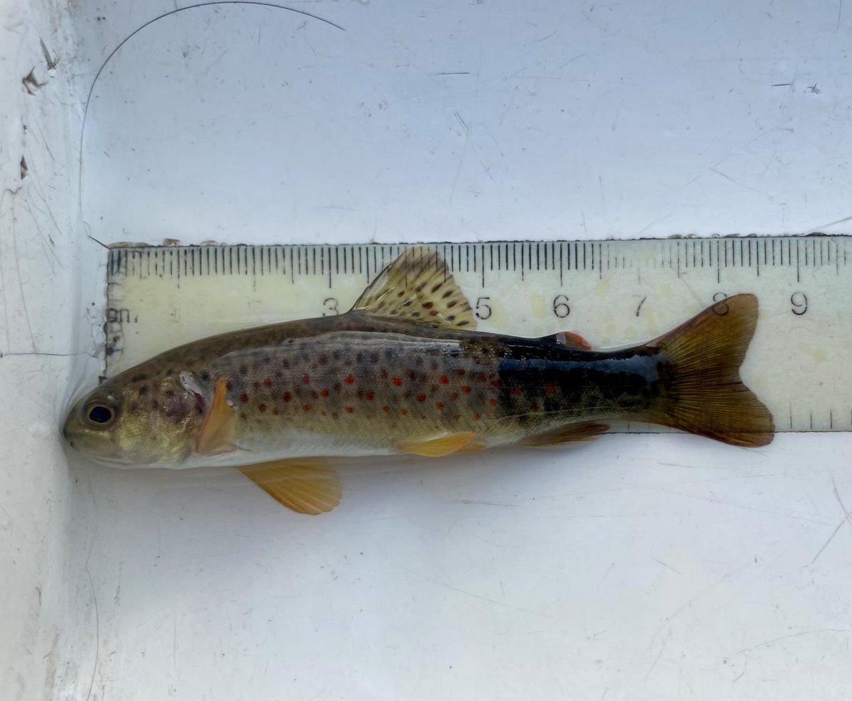 It’s #WorldRiversDay.

In 6,000km of #rivers across the  #Clyde catchment, we only find these black-tailed trout in fewer than 10km.

This is the result of metal toxicity - part of our industrial legacy and still killing fish. 

We can do better. #pollution #Scotland