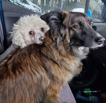 millypod1's tweet photo. 🆘21 SEPT 2024 #Lost  SCARED #RESCUE
Brown Cross Breed Female
Farlington Marshes, Solent Way #Portsmouth #PO6 
Stopped to give the dogs a toilet break dog ran away  PLEASE IF SEEN DO NOT SHOUT , CALL OR CHASE HER , SHE IS VERY NEAR THE RAILWAY &amp; MOTORWAY.
https://t.co/GJpw2ULQF3 https://t.co/JBjX5ikUxj