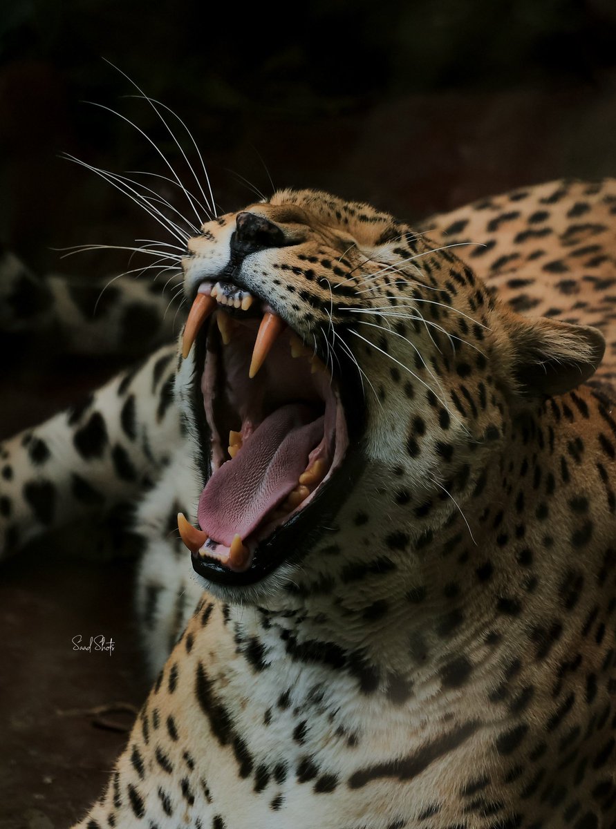 artsglo's tweet photo. #MeetPhotography
Capturing the wild... But the mood
📷 @saadShots 
#Africanphotography #NaturePhotography #photography #africanwild https://t.co/ZEGKlHiIiq