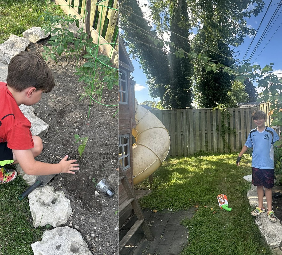 JenSenechal's tweet photo. Chuck and the beanstalk! He started the seed in @MrsTartesClass2 near the end of the school year. Once transplanted it thrived all summer and we are still getting beans from it!
@GlenwoodGriffin https://t.co/ZwjZpcmKhy