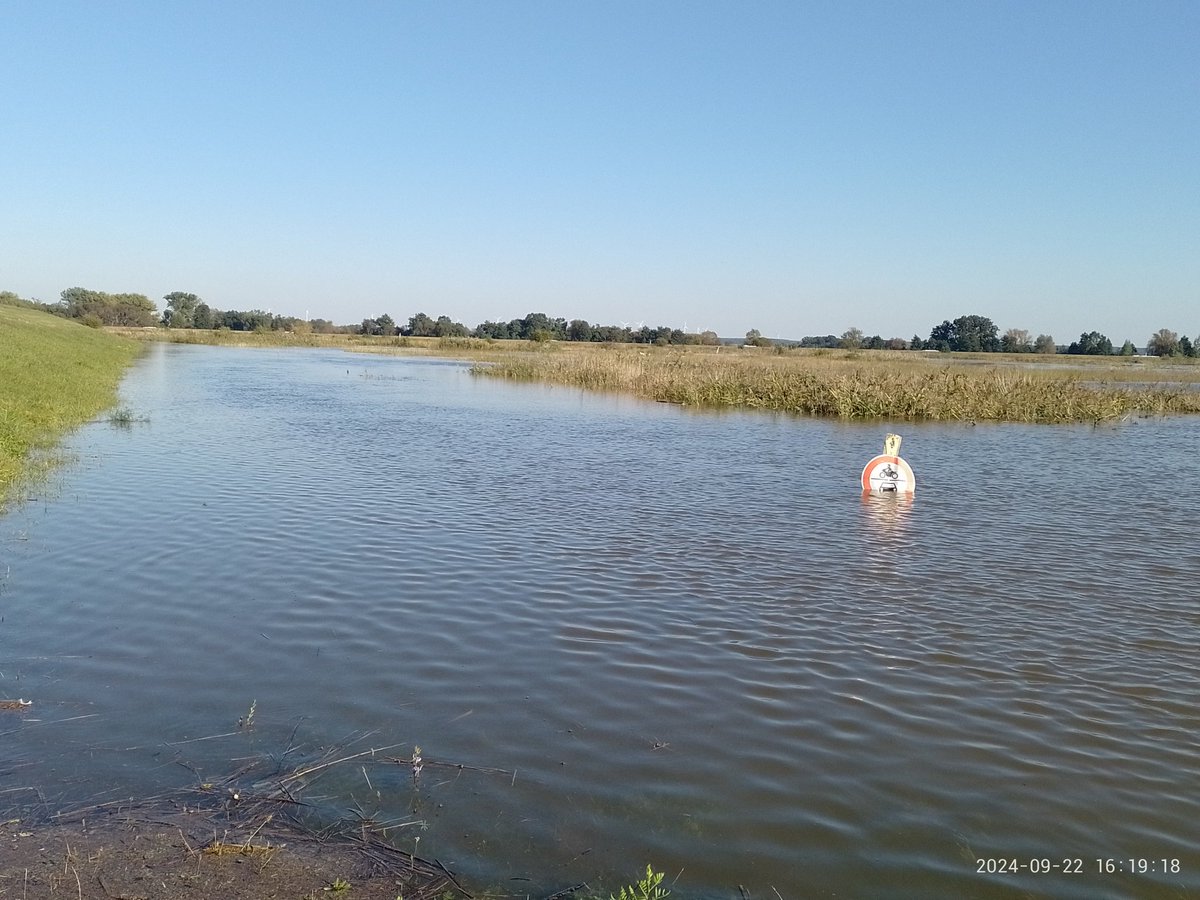 #Hochwasser an der #Oder bei Lebus. Das Vorland ist überflutet, das Wasser hat den Deich erreicht. Die Welle wird aber erst nächste Woche erwartet.