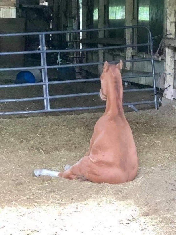 have you ever seen a star drop? tweet media