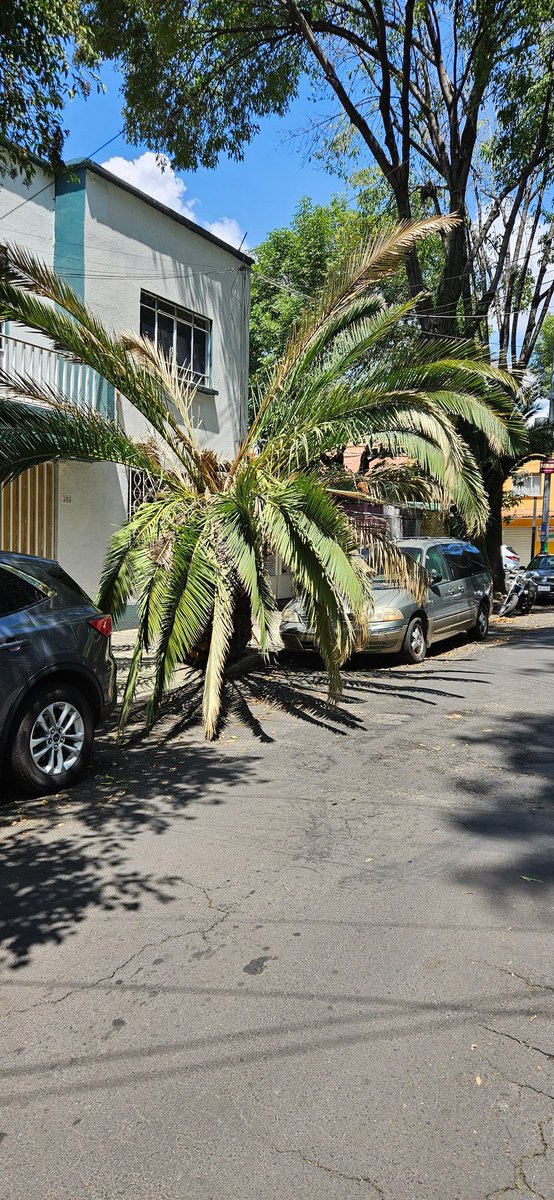 robieonekenobi's tweet photo. @BJAlcaldia Palmera a punto de caer, obstruye visibilidad de conductores con riesgo de atropellar a alguien frente a parque de la postal en calle Castilla. https://t.co/UoS12epdzU