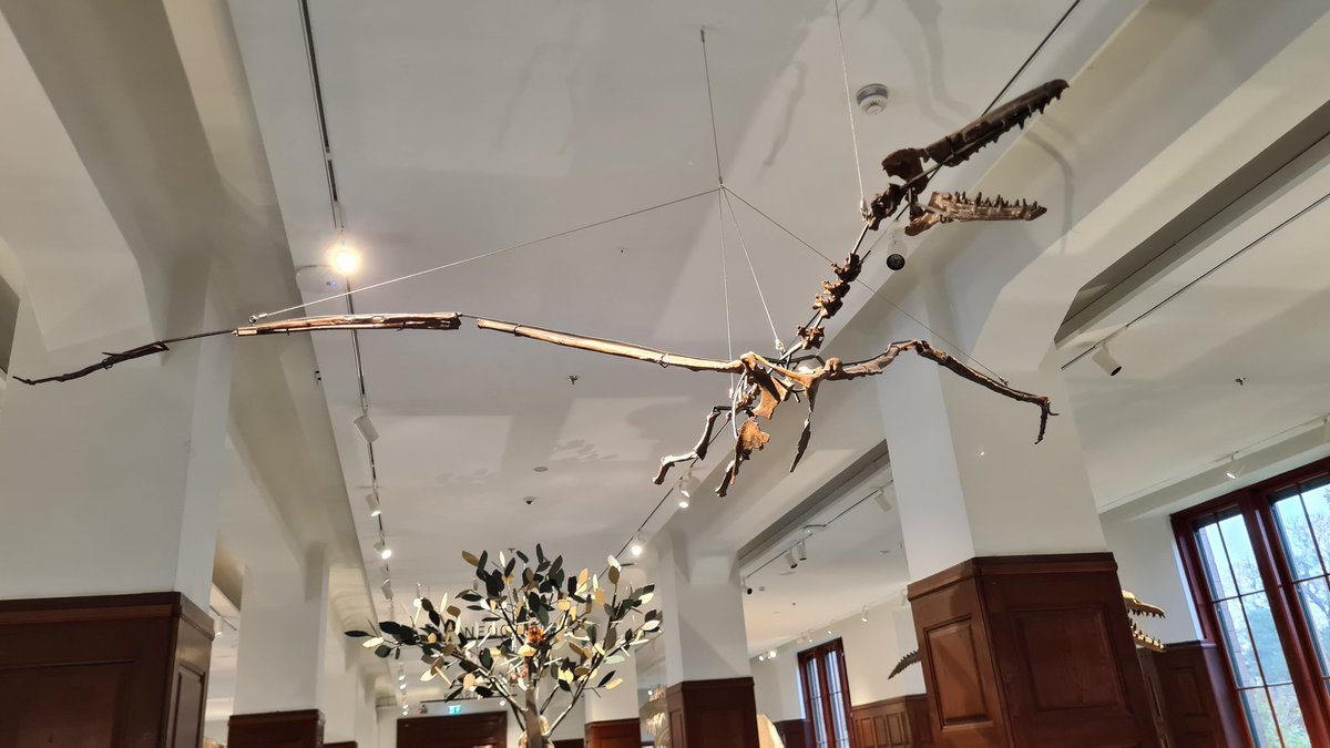 ScienceSkink's tweet image. Omg 😍
I saw a Pelagornis mount at the Naturhistorisk museum in Oslo, and what an impressive bird!