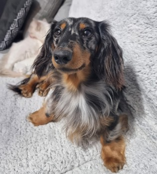 millypod1's tweet photo. 🆘14 SEPT 2024 #Lost COOKIE #ScanMe
YOUNG Dachshund Miniature Male #SausageArmy
#Ossett #Wakefield West Yorkshire #WF5
LOCAL HELP NEEDED.
https://t.co/gbg4YQzSWH https://t.co/2bZeCeCkVN