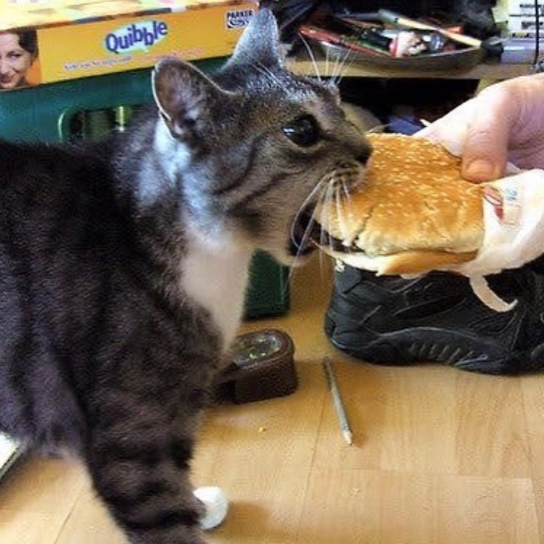 PunchingCat's tweet photo. https://t.co/DFw30MjyU9