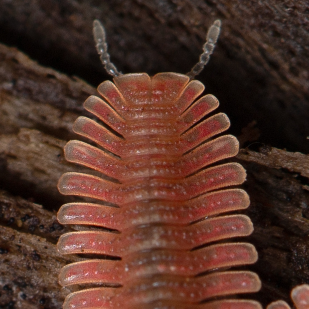 Millipede Lab tweet media