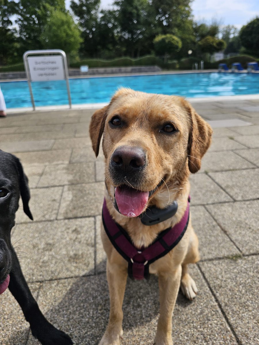 Skaja1977's tweet photo. Hi Hi 😏 ich war heute mit der Frau Dorferemitin 😍 @brehm70 ❤️ und Nero 😍im Hundefreibad 😍es war so toll 😍 und der blöde kauzige Dorferemit 😡😉😂 hat alles verpasst 😡der musste ja unbedingt auf dem Sofa lungern 😡der Blödmannsgehilfe 😡 https://t.co/rQECzHjrRS