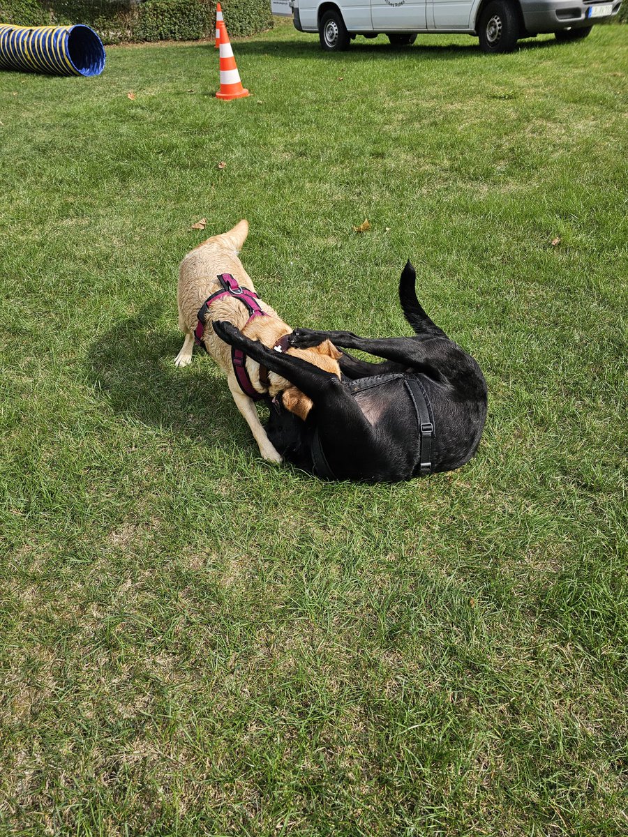 Natürlich 😏 wurde auch gerangelt und gezwaggelt 😏🦖 als gäbs kein morgen mehr 😏da hat der kauzige Dorferemit 😡😉😂 aber Glück gehabt 😏das ich mich schon ausgetobt habe 😏