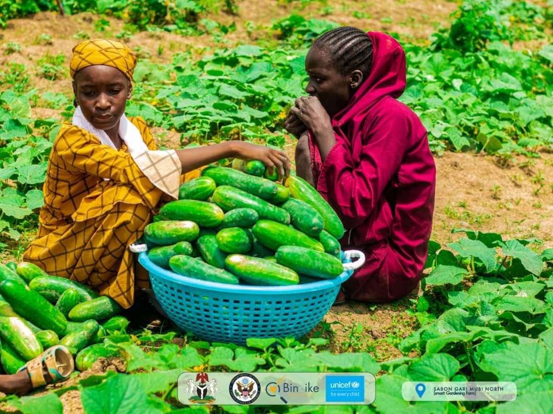 Bincike_Int's tweet photo. It's the weekend, Harvest! 

Our project participants in Mubi North and South Adamawa State, Nigeria - Women and Adolescent Girls Exiting Armed Groups - are harvesting their Smart Gardening Farms Produce-Cucumber, founded by @UNICEF_Nigeria with support from the @USinNigeria https://t.co/CzZrD7QuFM