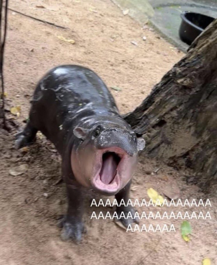 เสี่ยวจู vs หมูเด้ง🐷

Build Wearing Denim
#RBSJackRusselXBuild
<a href="/JakeB4rever/">BIU.</a> #Buildjakapan