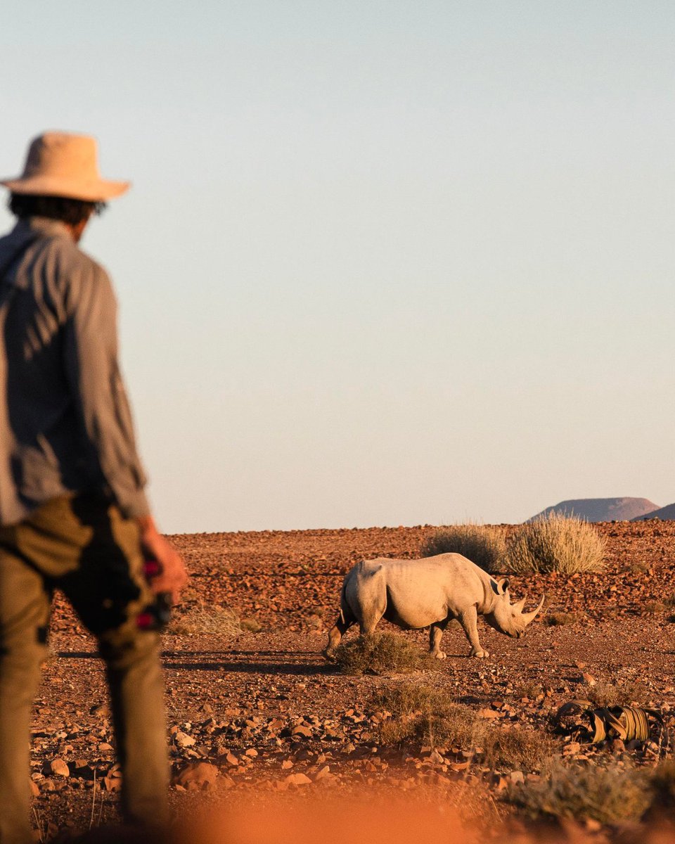 A partnership spanning over 20 years, <a href="/WeAreWilderness/">Wilderness</a> and @STRTNamibia efforts in Namibia have helped bring black rhinos back from the brink of extinction.

Celebrate #WorldRhinoDay with us and explore Wilderness’ latest blog post to learn more. bit.ly/3zudKOh