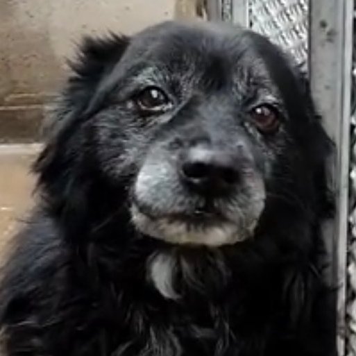 GuerraAchi97365's tweet image. #LUCIO ASPETTA UNA FAMIGLIA CHE SI INNAMORI DEL SUO MUSETTO 💔
ADOTTATELO 🙏🏼🙏🏼♥️♥️🆘🆘🏡🏡🏡👇🏼👇🏼👇🏼👇🏼👇🏼👇🏼👇🏼👇🏼👇🏼🏡🏡🏡