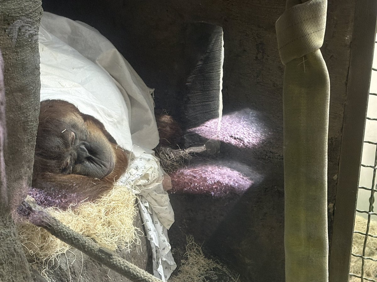 ZooNationOrg's tweet image. Just a sleep little orangutan.  #vibes #zoo @woodlandparkzoo