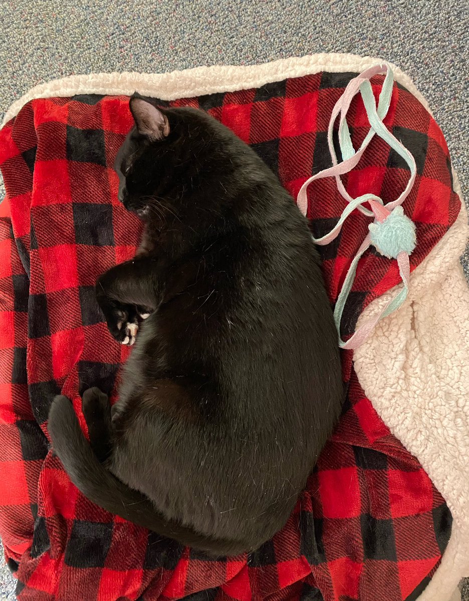 CharlieBlackCa1's tweet photo. Having a #SundaySnoozles and dreaming of Angel Gina and Angel Lucy frolicking OTRB 🌈 together. -Charlie #CatsOfTwitter https://t.co/cON9AMdypZ