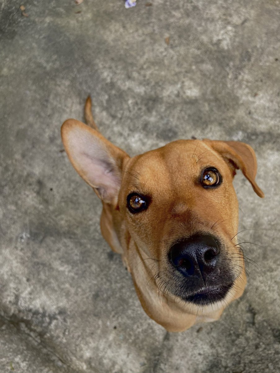 EDelvecchio9's tweet photo. AMIGOS POR FAVOR COMPARTAN😭😭😭🙏🏻

Se ha perdido nuestra perrita, su nombre es Romina, por favor si alguien la ve llamar al 61919167. 

Lleva varias horas desaparecida, se escapó en la zona de San Luis Mariona, Cuscatancingo.

Gracias de antemano a todos.😞😞😞😞😞😞😞😞😞 https://t.co/cFHRGsQebo