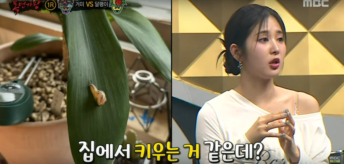LSugardoll's tweet image. My judgement of #SongSun's scarce out editing is based only on the YT cuts published of #KingOfMaskedSinger ep466, may be in the full version she is seen more. But I'm biassed anyway. She appeared short in the inquiries of Snail &amp;amp; the farm boys, but no idea what she said. #TRI_BE