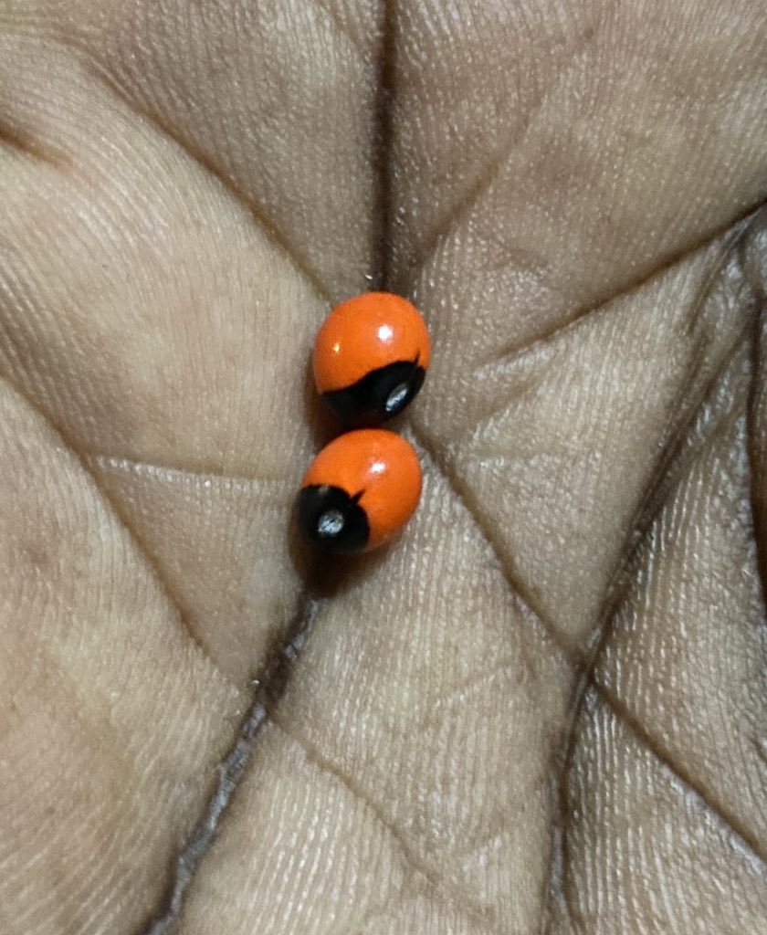What is the medicinal value of these seeds (ensiiti)?