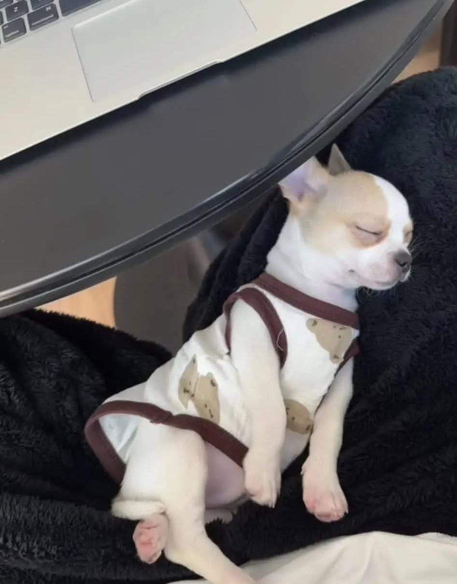 Happy Dog tweet media