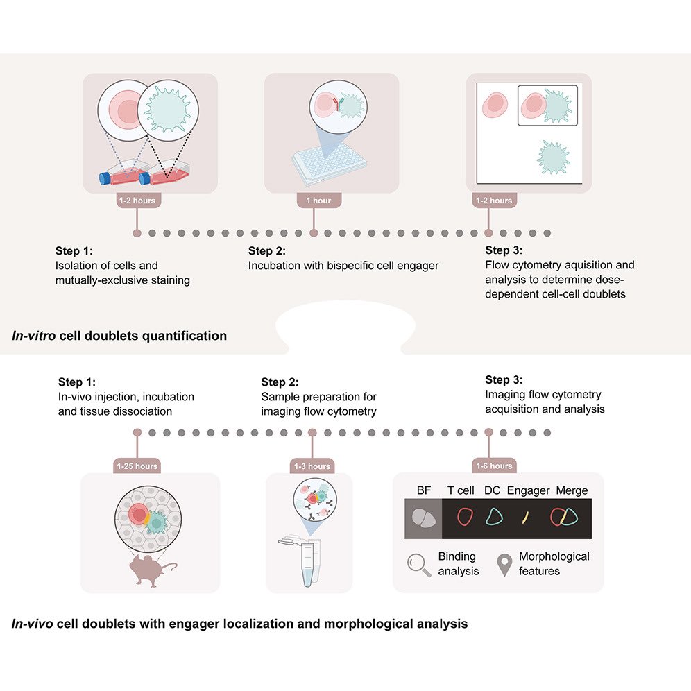 Yuval Shapir Itai (@yuval_shap) on Twitter photo If you’re interested in our protocols for cell doublet quantification and imagestream analysis from our #BiCE paper, or if you have a bispecific engager of your own that you’d like to test, check out our new protocol from <a href="/DahanLab/">Rony Dahan</a> with <a href="/PoratZiv/">Ziv Porat</a> published in <a href="/STARProtocols/">STAR Protocols</a> 🫧 If you’re interested in our protocols for cell doublet quantification and imagestream analysis from our #BiCE paper, or if you have a bispecific engager of your own that you’d like to test, check out our new protocol from <a href="/DahanLab/">Rony Dahan</a> with <a href="/PoratZiv/">Ziv Porat</a> published in <a href="/STARProtocols/">STAR Protocols</a> 🫧