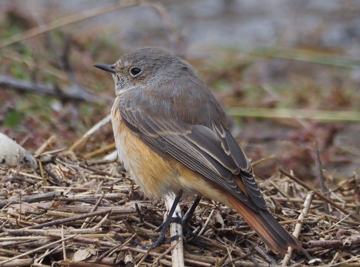 iamthatfool's tweet photo. Redstart Donna Nook today https://t.co/a8uIIoQQoq
