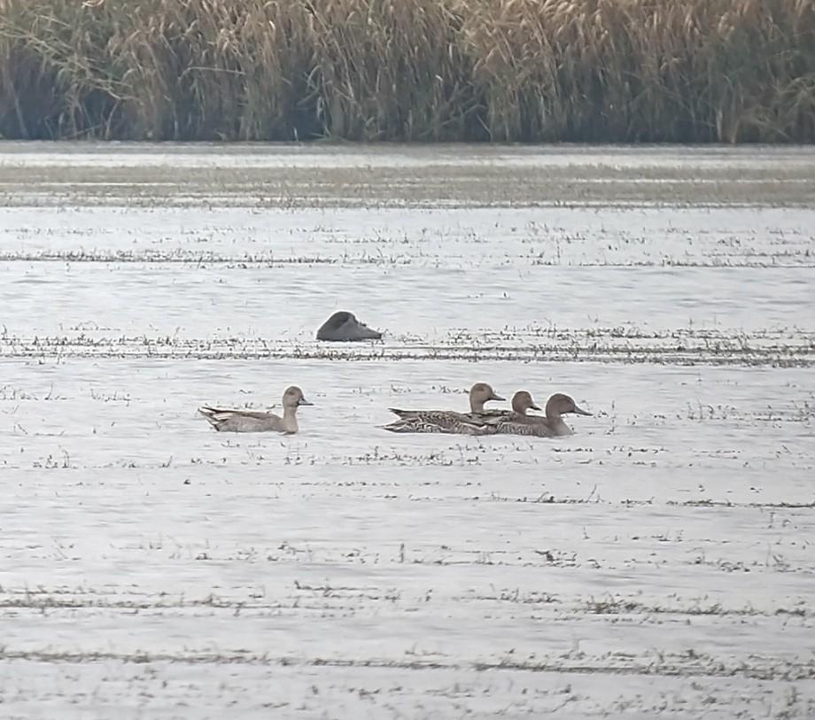 Andrew James tweet media