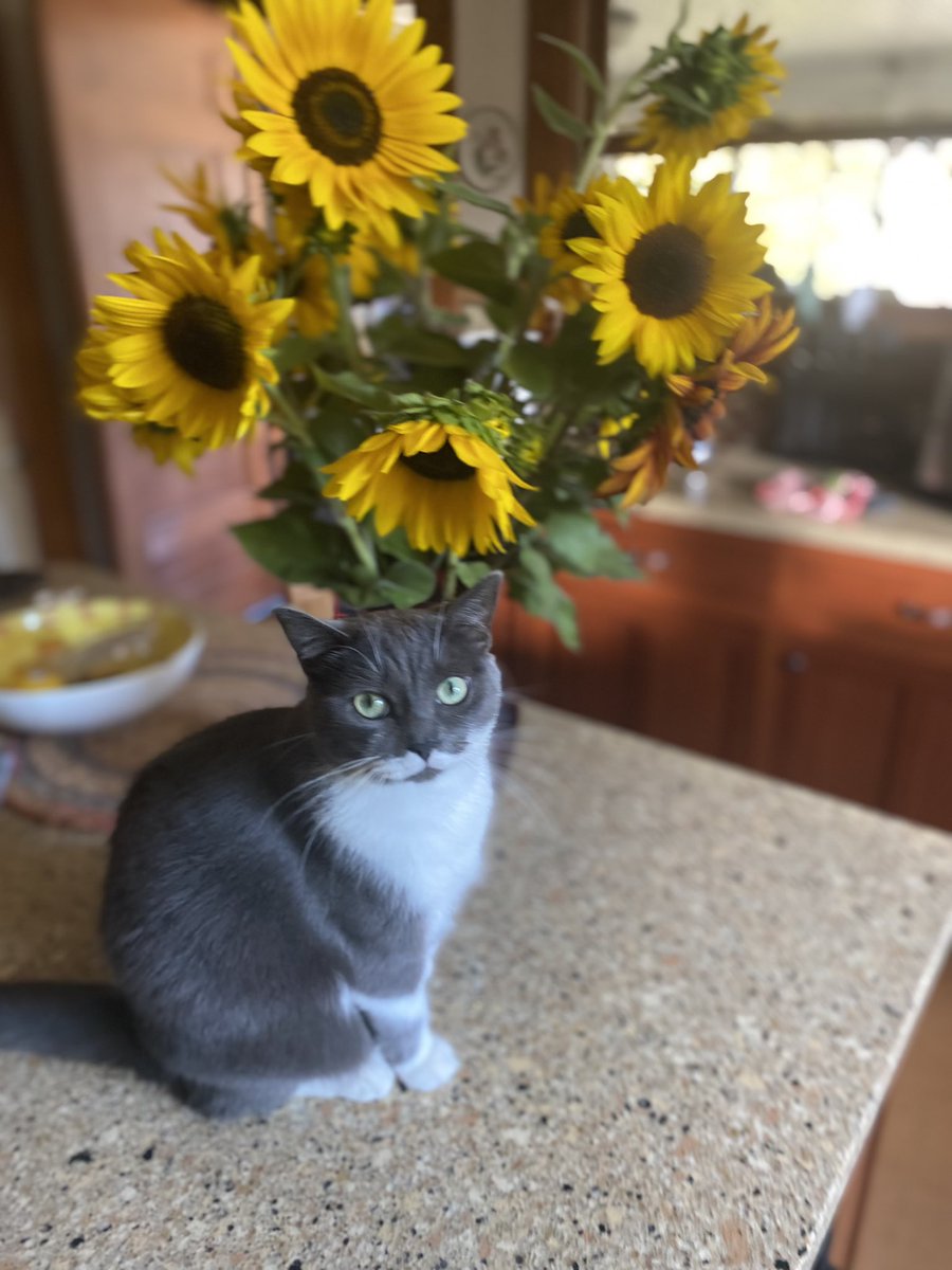 cwp_1's tweet image. From the garden #sunflowers