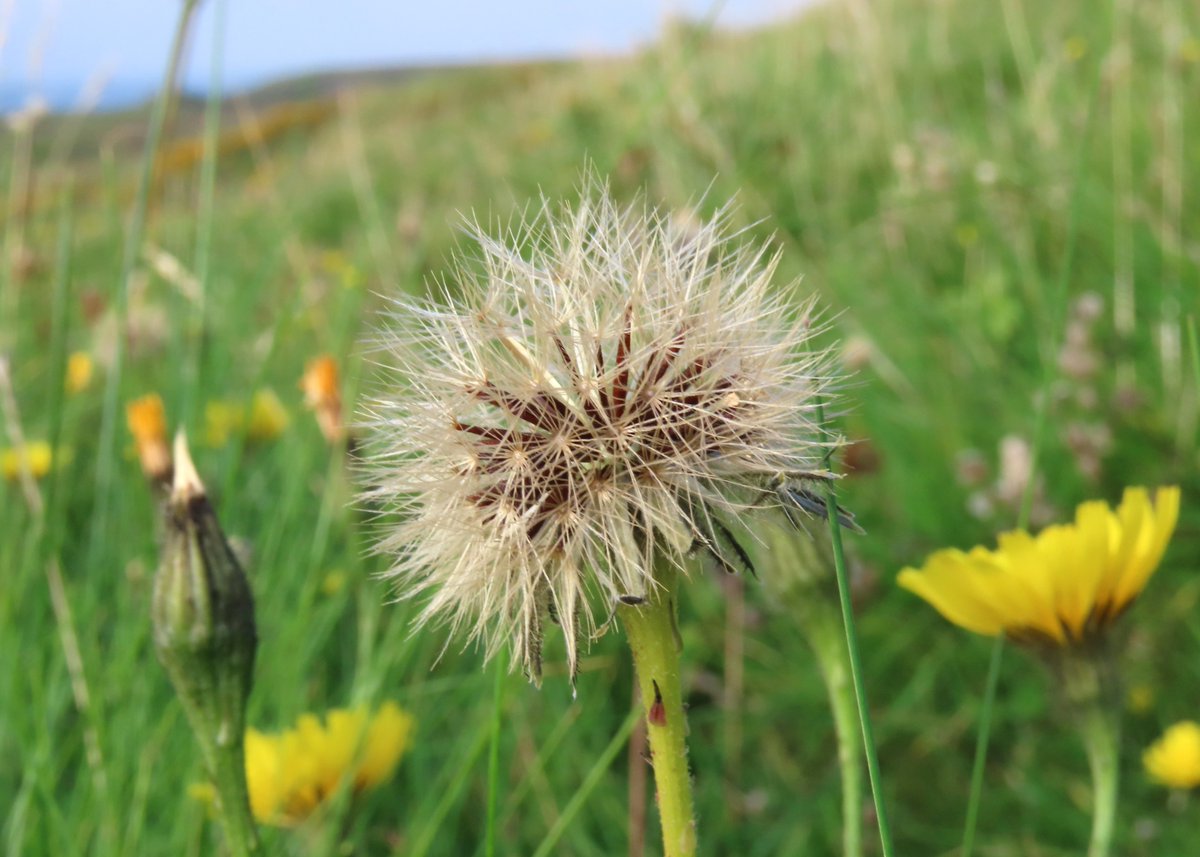 _Stickybeak's tweet image. Surely more #seedheads than flowers in Rathlin's grasslands now but they're well worth a close look - this patch yesterday was dominated by Autumn Hawkbit, Yellow Rattle and Common Knapweed #WildflowerHour