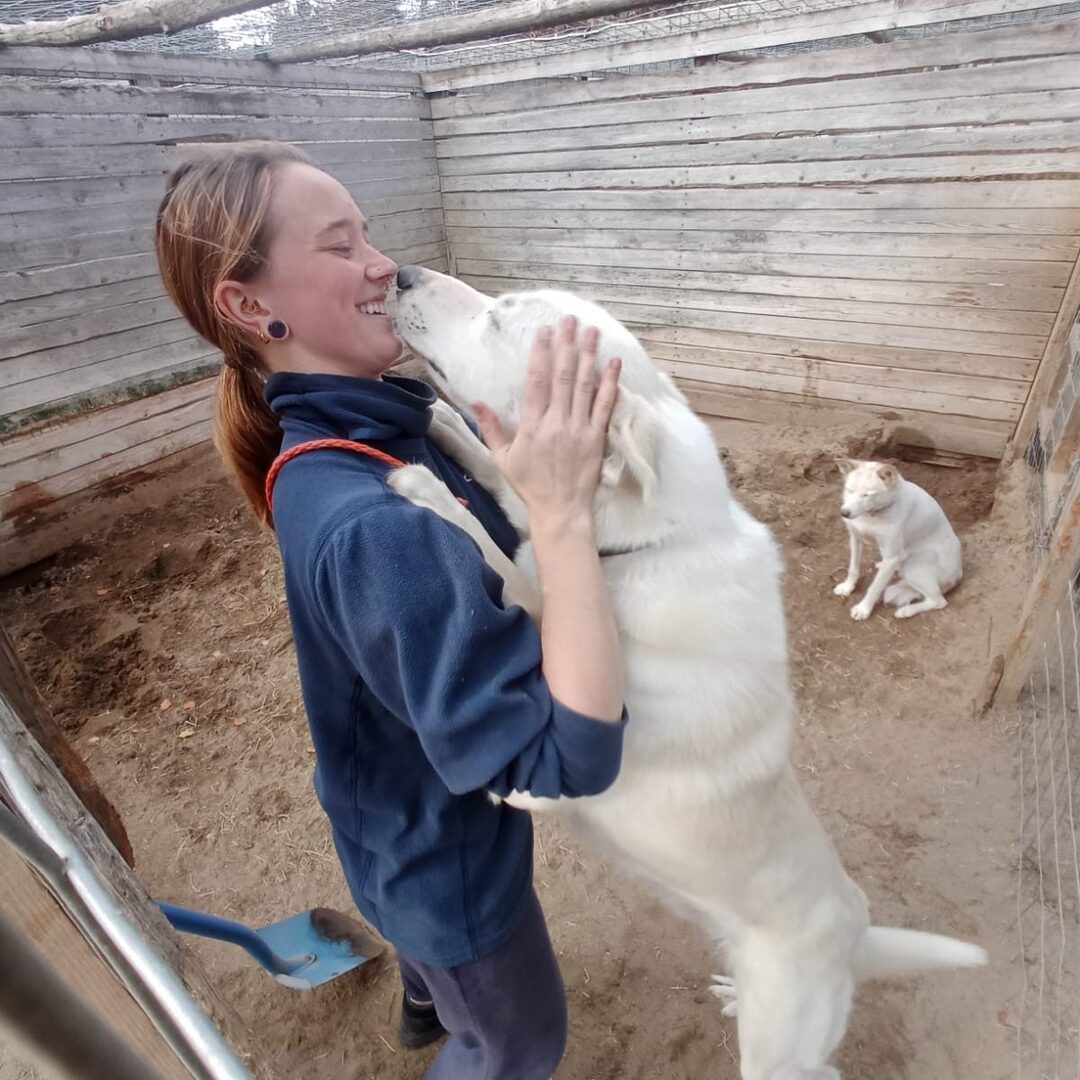 Life on the farm..Lots of comings and goings. But also a lot of time spent monitoring dog welbeing and scheduling surgeries when needed to keep the dogs in as good condition as possible. instagr.am/p/DAOvpRipSta/