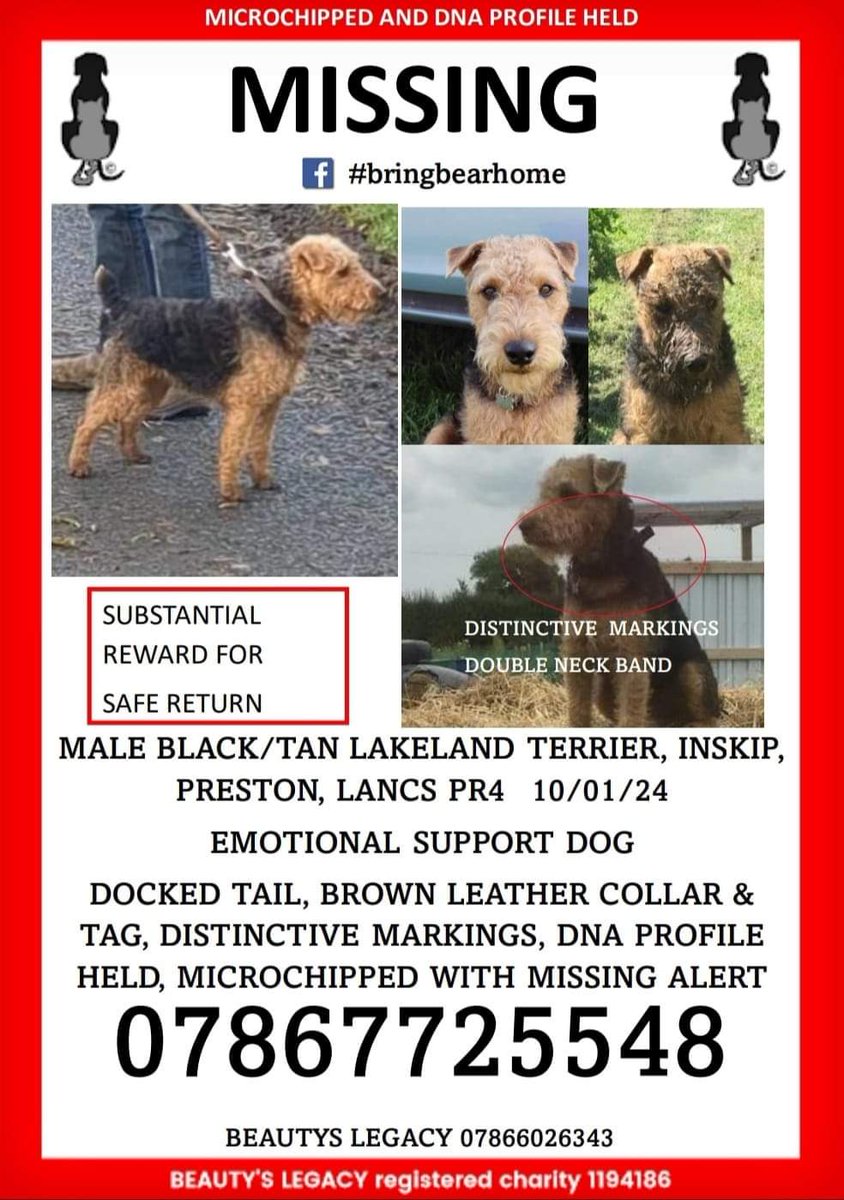 MissingPetsGB's tweet image. NINE months on and BEAR is still #missing 😔 Where is this beloved boy? #stolendoghour 

Missing lakeland terrier- no sightings. Last seen Jan 10 2024 in #Preston Bear is presumed stolen Reward for his safe return @LostBearBamber #stolendoghour