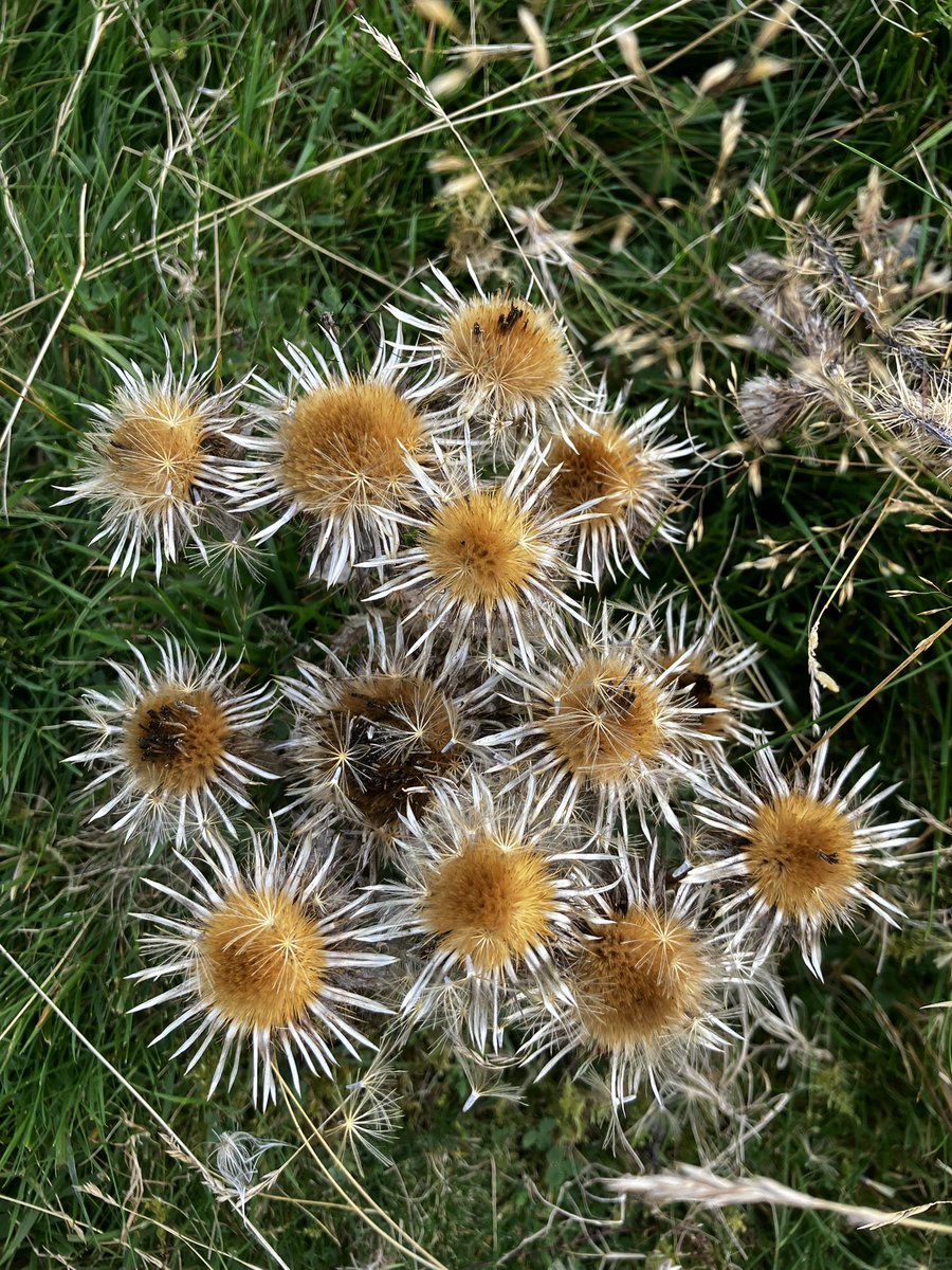 Oatway's tweet photo. @wildflower_hour @BSBIbotany
Found a huge patch of Carline thistle (Carlina vulgaris) this week on mine spoil at the base of Carrock Fell in the Lake District, Cumbria. Here’s one of the plants for this week’s #WildflowerHour #Seedheads https://t.co/6R6W87XMmt