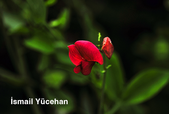Türkiye’nin eşsiz doğası, endemik bitkileri ve zengin faunasıyla büyüleyici bir keşif yolculuğuna davetlisiniz! 
Sanatçı : İsmail Yücehan
🔗