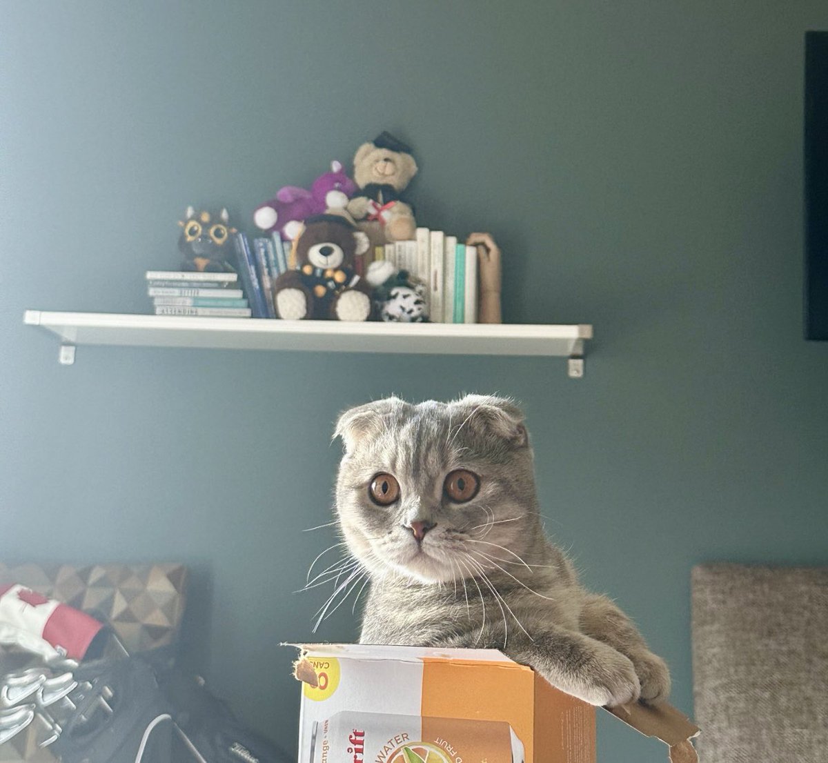 TheRealDoctorMo's tweet photo. Hi #MedTwitter! I'm Mo, MS4 applying #Anesthesiology in #Match2025 👨🏾‍⚕️

Passionate about advocacy, mentorship, #MedEd, #Research, and global health 🌍

Proud cat dad to Luna 🐾, who is eager to meet the program that will train her dad and maybe convince him to get golf lessons ⛳️ https://t.co/ukKo0WQVaW