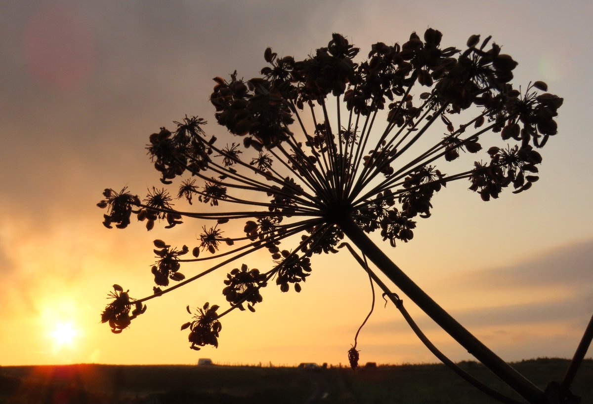 _Stickybeak's tweet image. More #seedheads for #WildflowerHour - clusters of lovehearts on Hogweed, and large domes of smaller ribbed seeds on Wild Angelica