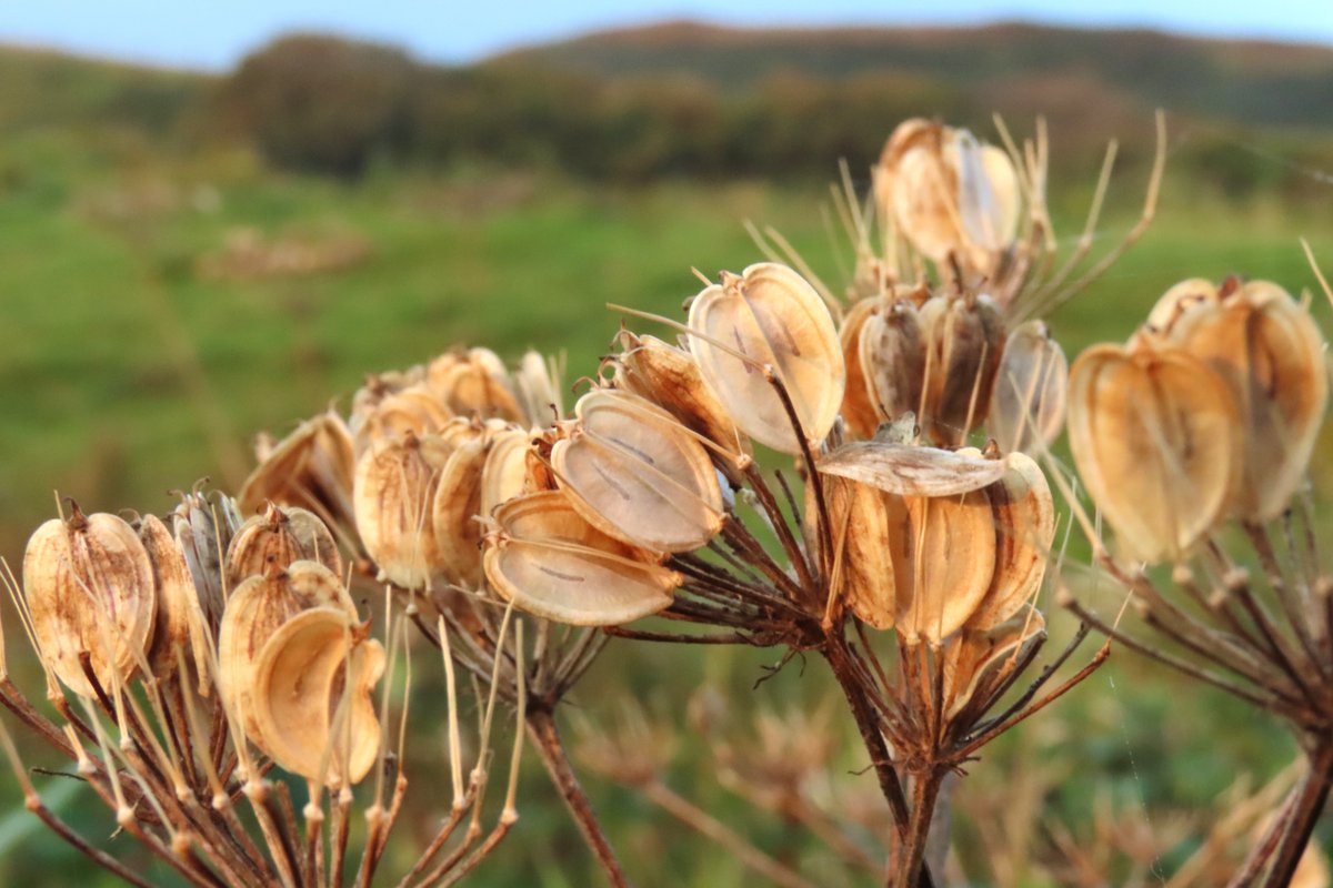 _Stickybeak's tweet image. More #seedheads for #WildflowerHour - clusters of lovehearts on Hogweed, and large domes of smaller ribbed seeds on Wild Angelica