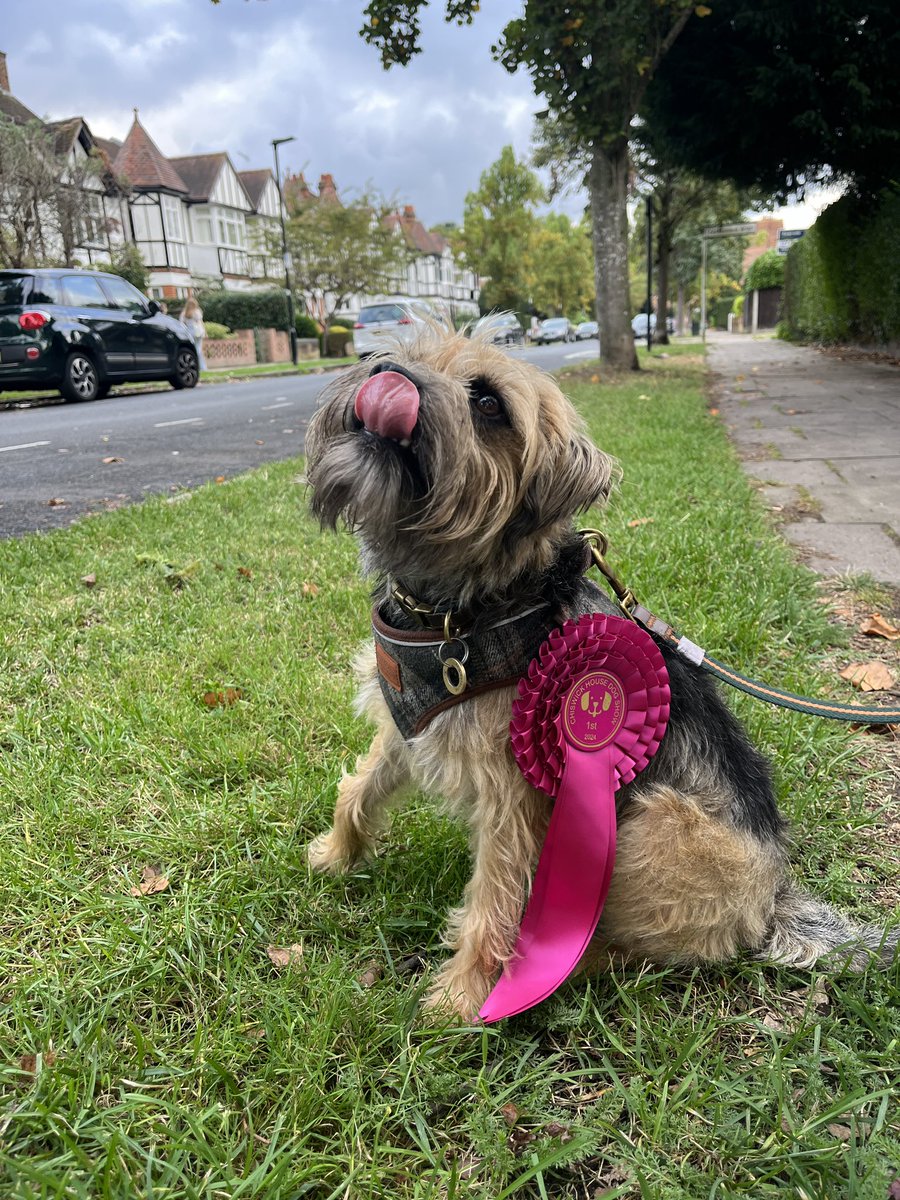 My girl won 1st place in the talent show at Chiswick Dog Show 🎵 🥇