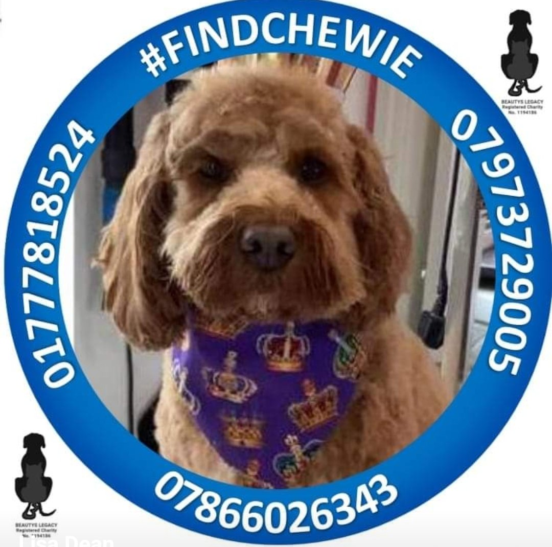 MissingPetsGB's tweet photo. CHEWIE went #missing in #Ranskill #Nottinghamshire #DN22 a year ago.
There is a reward for his safe return to his family.
Have you seen a dog like Chewie anywhere? #stolendoghour https://t.co/5APCewb62J