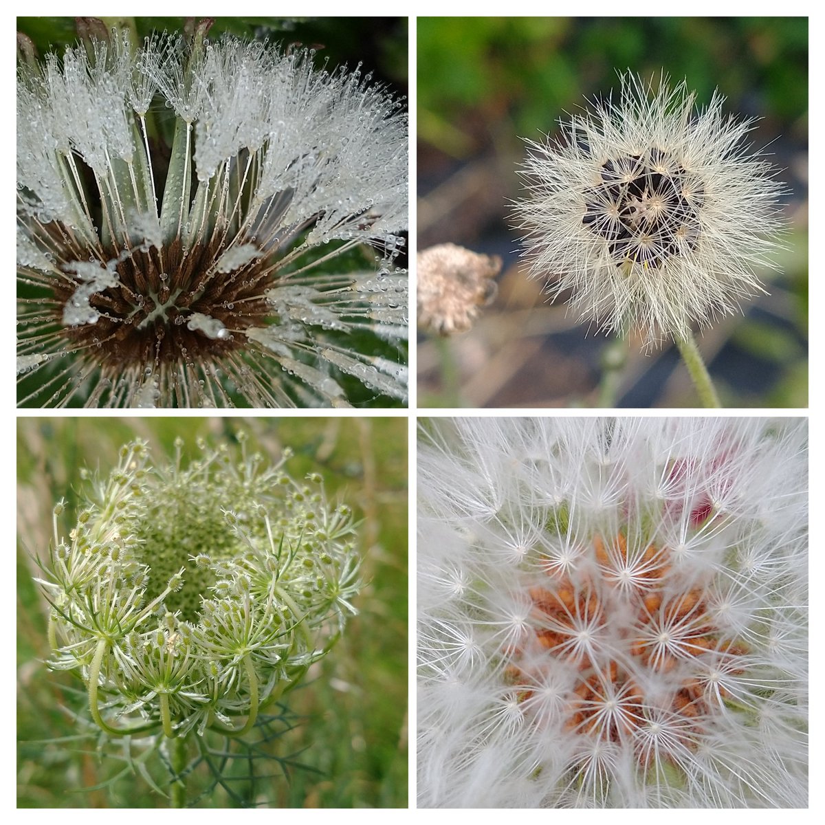 SewellLeigh's tweet image. Hi all managed to find a few shots for #seedheads challenge this week 😊 clockwise- Dandelion , hawkweed , prickly ox tongue and wild carrot @wildflower_hour @BSBIbotany #seeds #nature #wildlife