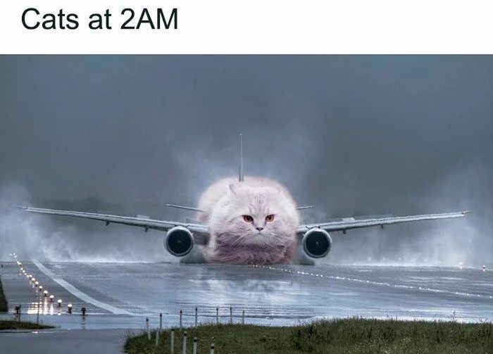 WholesomeMeme's tweet photo. https://t.co/GGJB8WXuEt