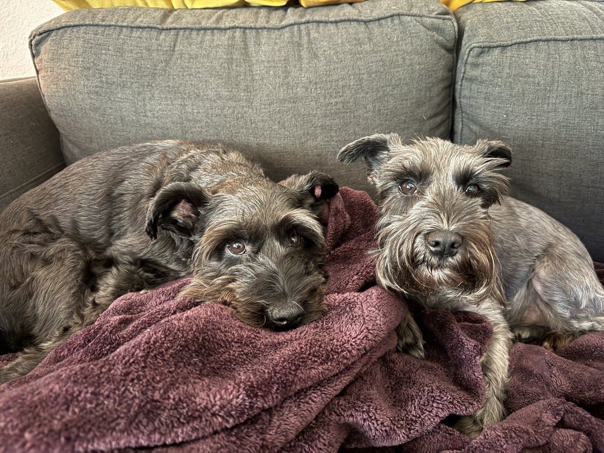 tanbull's tweet photo. Football buddies for the day. https://t.co/mI8g3ahkeQ